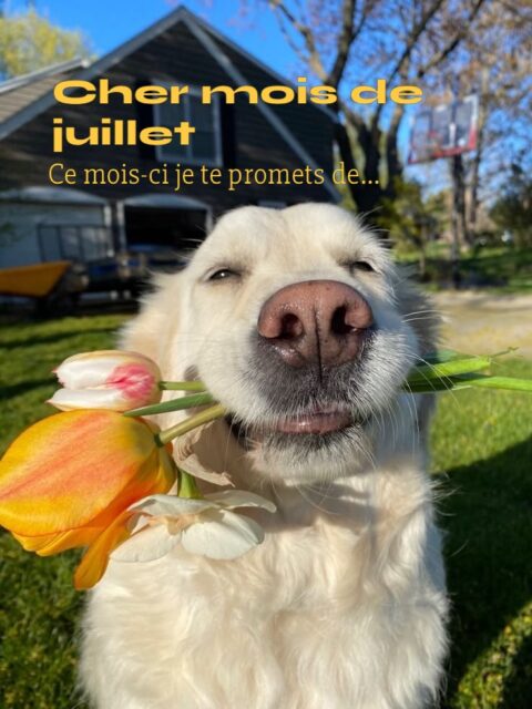 Et si ce mois-ci on se fixait des intentions qui nous font du bien ?
Pas des objectifs à cocher.
Pas une liste de choses à accomplir.
Juste des promesses douces à soi-même.Parce que juillet, c’est souvent le mois où on s’accorde de ralentir et de souffler un peu.
Mais même en vacances, la tête continue de tourner.
On pense à la rentrée, aux choses à faire, à ce qu’on aurait dû...Et on passe à côté de la pêche qu’on mange.
Du soleil sur la peau.
Du moment qui est là.Ce mois-ci, j’ai décidé de faire autrement.
De ralentir. D’être vraiment présente.
D’alléger ce qui pèse pour savourer ce qui est là.Je t’ai partagé mes 7 intentions pour juillet dans ce carrousel 🤍
Les tiennes, elles ressemblent à quoi ?
Dis-moi en commentaire celle qui te parle le plus 👇Et si tu veux qu’on travaille ensemble à alléger ta charge mentale cet été, le lien est dans ma bio.